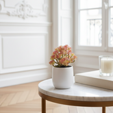 Succulente in vaso